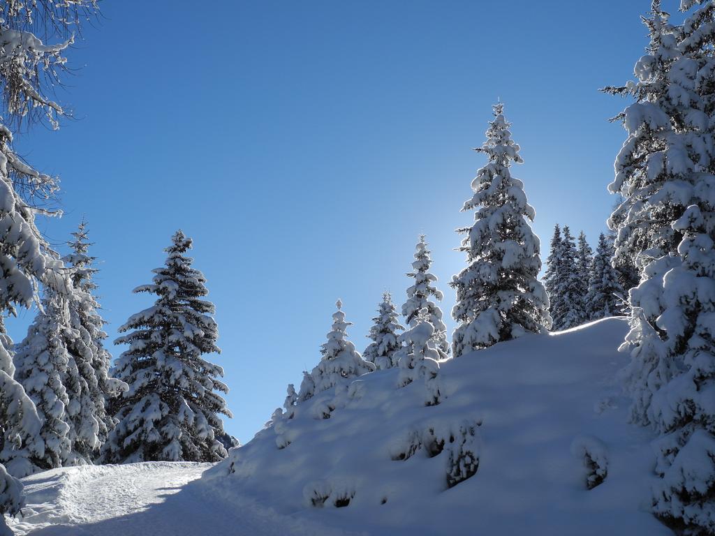 Shima-davos 3*